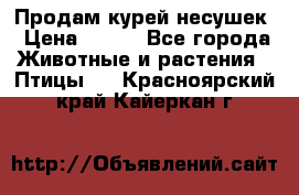 Продам курей несушек › Цена ­ 350 - Все города Животные и растения » Птицы   . Красноярский край,Кайеркан г.